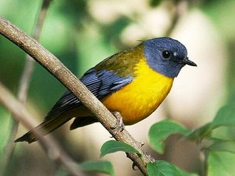 White-starred Robin (Pogonocichla stellata)