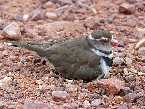Three-banded Plover (Charadrius tricollaris)