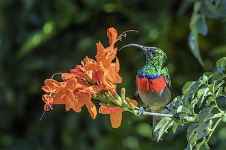 Greater Double-collared Sunbird (Cinnyris afer)