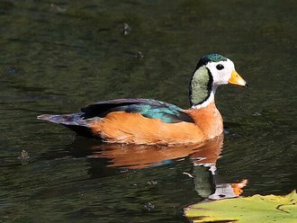 African Pygmy Goose (Nettapus auritus)