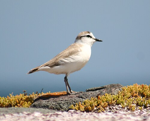 White-fronted Plover (Charadrius marginatus)