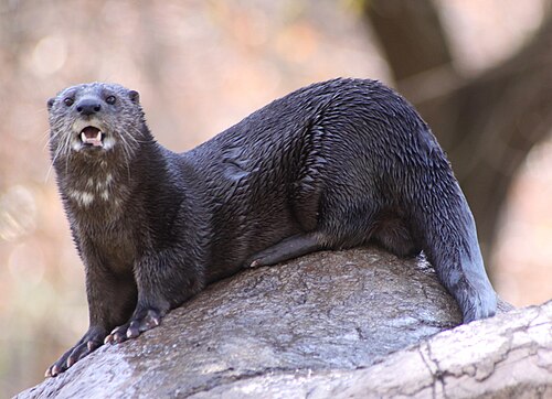 Spotted-necked Otter (Hydrictis maculicollis)