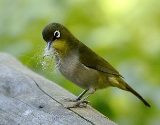 Cape White-eye (Zosterops virens)