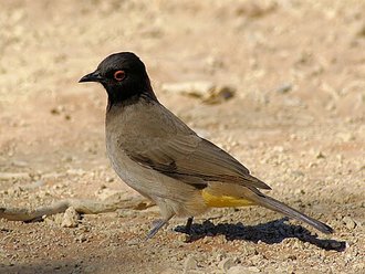 African Red-eyed Bulbul (Pycnonotus nigricans)