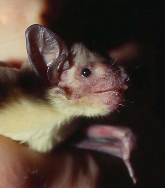 Yellow-bellied House Bat (Scotophilus dinganii)