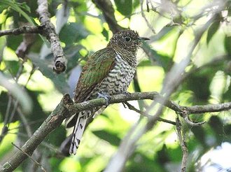 African Emerald Cuckoo (Chrysococcyx cupreus)