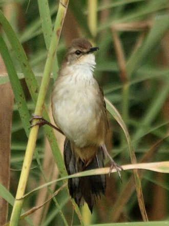Little Rush Warbler (Bradypterus baboecala)