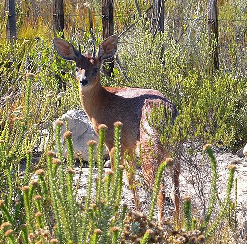 Cape Grysbok (Raphicerus melanotis)