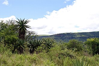 Cumberland Nature Reserve, KwaZulu-Natal
