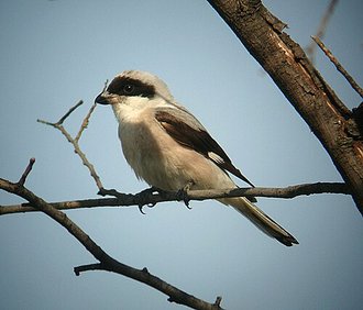 Lesser Grey Shrike (Lanius minor)