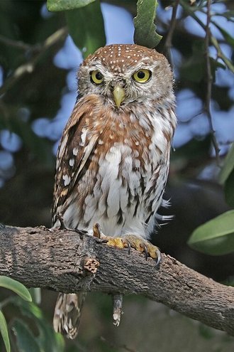 Pearl-spotted Owlet (Glaucidium perlatum)