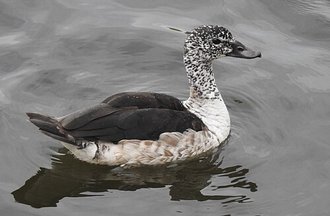Knob-billed Duck (Sarkidiornis melanotos)