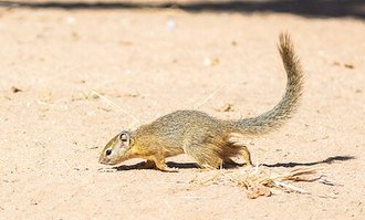 Smith's Bush Squirrel (Paraxerus cepapi)
