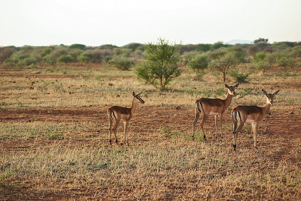Madikwe Game Reserve, North West