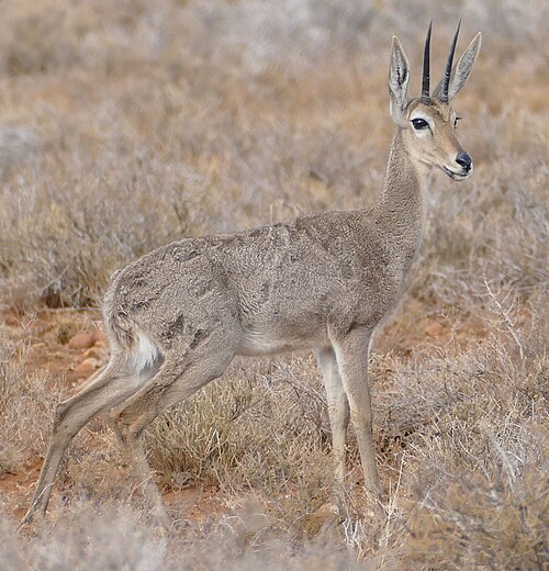 Vaal Rhebok (Pelea capreolus)