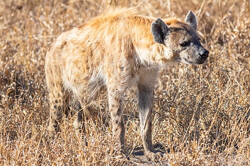 Spotted Hyena (Crocuta crocuta)