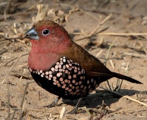 Pink-throated Twinspot (Hypargos margaritatus)