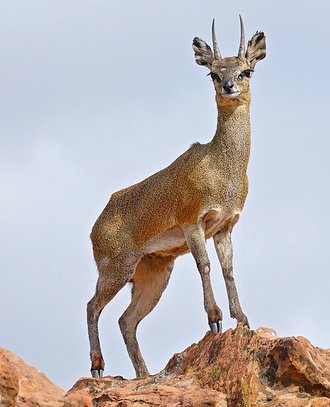 Klipspringer (Oreotragus oreotragus)