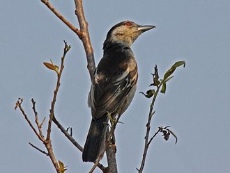 Black-backed Puffback (Dryoscopus cubla)