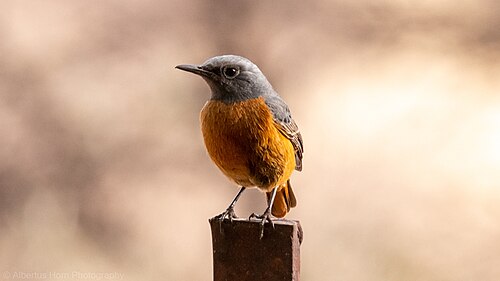Short-toed Rock Thrush (Monticola brevipes)