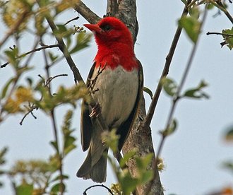 Red-headed Weaver (Anaplectes rubriceps)