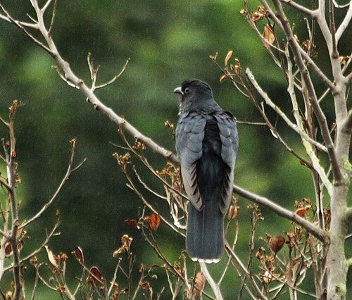 Black Cuckoo (Cuculus clamosus)