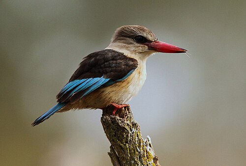 Brown-hooded Kingfisher (Halcyon albiventris)