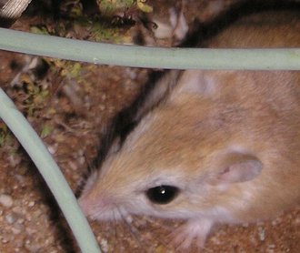 Paeba Hairy-footed Gerbil (Gerbillurus paeba)