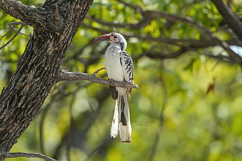 Northern Red-billed Hornbill (Tockus erythrorhynchus)