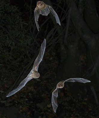 Natal Long-fingered Bat (Miniopterus natalensis)