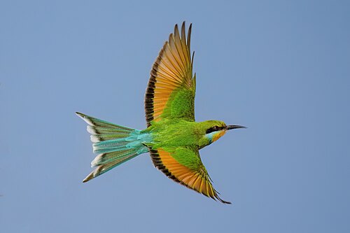 Swallow-tailed Bee-eater (Merops hirundineus)