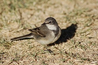 Cape Wagtail (Motacilla capensis)