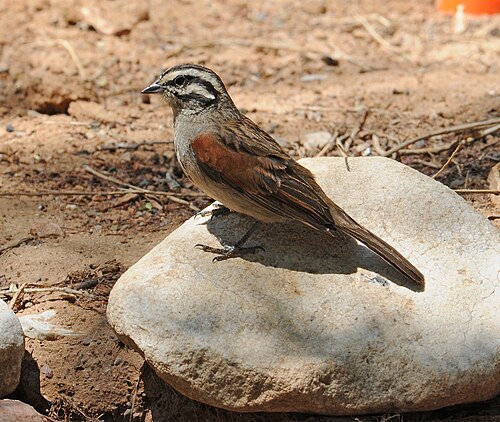 Cape Bunting (Emberiza capensis)