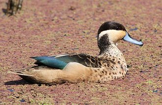 Blue-billed Teal (Spatula hottentota)