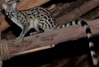 Common Genet (Genetta genetta)