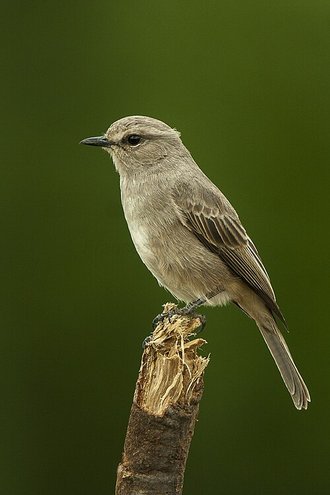 Pale Flycatcher (Bradornis pallidus)