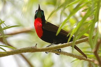 Scarlet-chested Sunbird (Chalcomitra senegalensis)