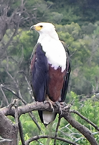 African Fish Eagle (Haliaeetus vocifer)