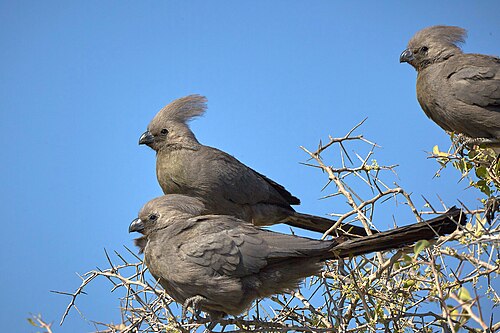 Gray Go-away-bird (Corythaixoides concolor)