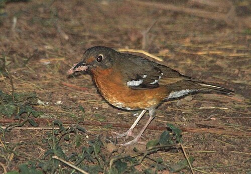 Orange Ground Thrush (Geokichla gurneyi)