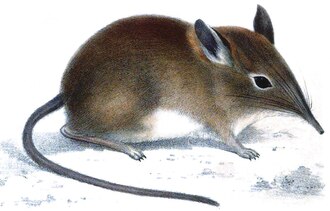Western Rock Elephant Shrew (Elephantulus rupestris)