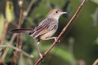 Rattling Cisticola (Cisticola chiniana)