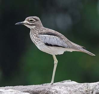 Water Thick-knee (Burhinus vermiculatus)