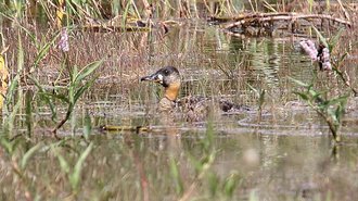 White-backed Duck (Thalassornis leuconotus)