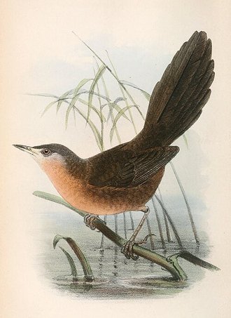 Victorin's Warbler (Cryptillas victorini)