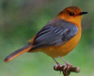 Red-capped Robin-Chat (Cossypha natalensis)
