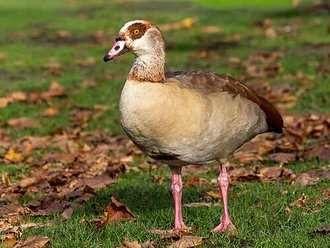 Egyptian Goose (Alopochen aegyptiaca)