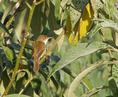 African Reed Warbler (Acrocephalus baeticatus)