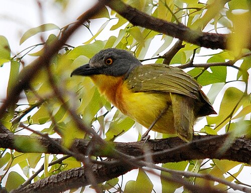 Grey-headed Bushshrike (Malaconotus blanchoti)