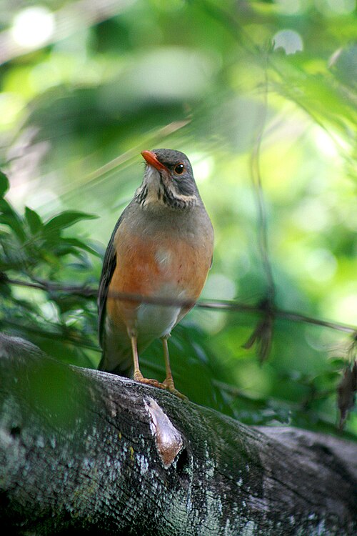 Kurrichane Thrush (Turdus libonyana)